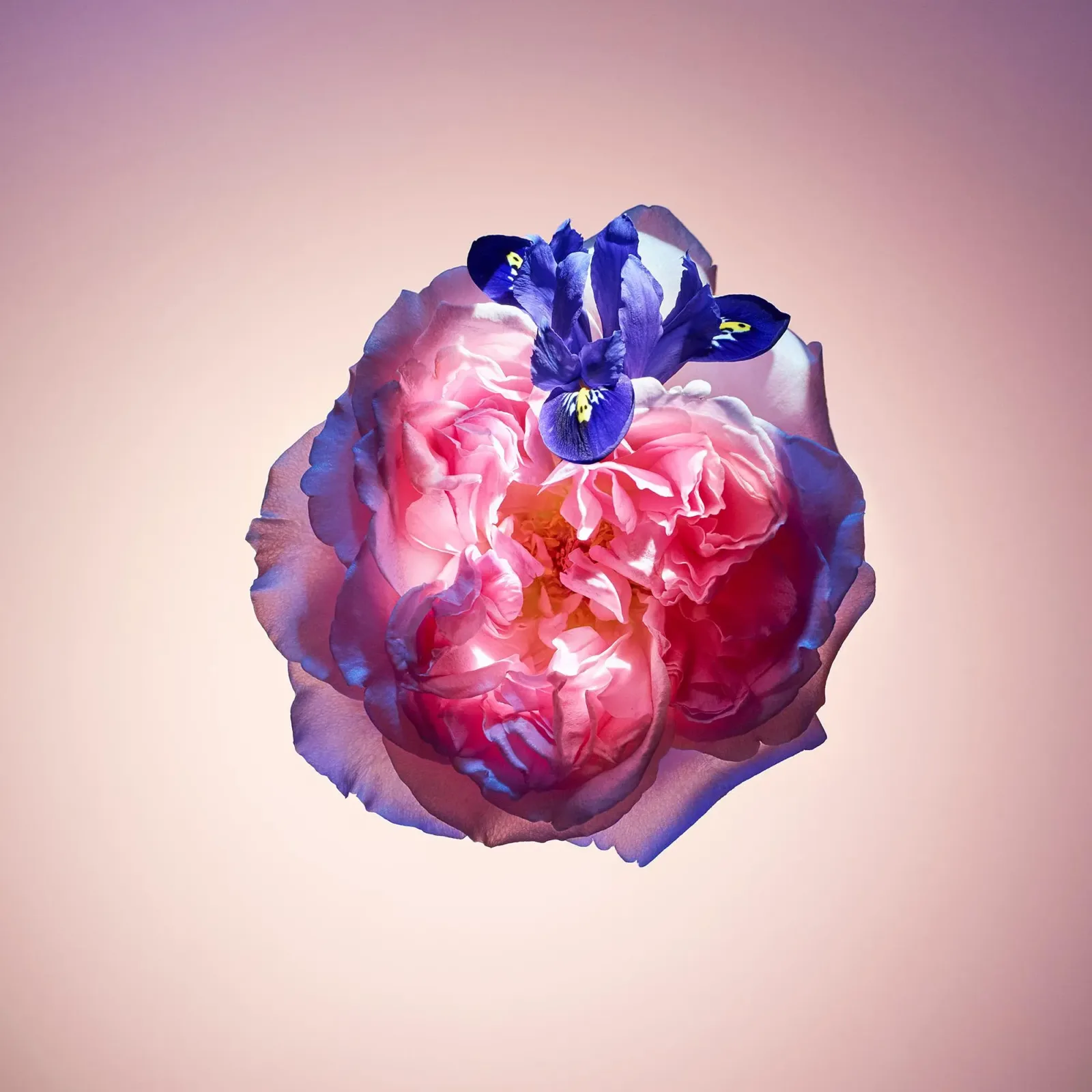 Whispers of Love Perfume - 3